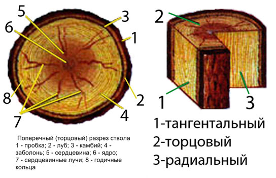 Сердцевина как пишется. Здоровый срез ствола яблони. Яблоня поперечный срез ствола. Срез стебля яблони. Пробка ствола.